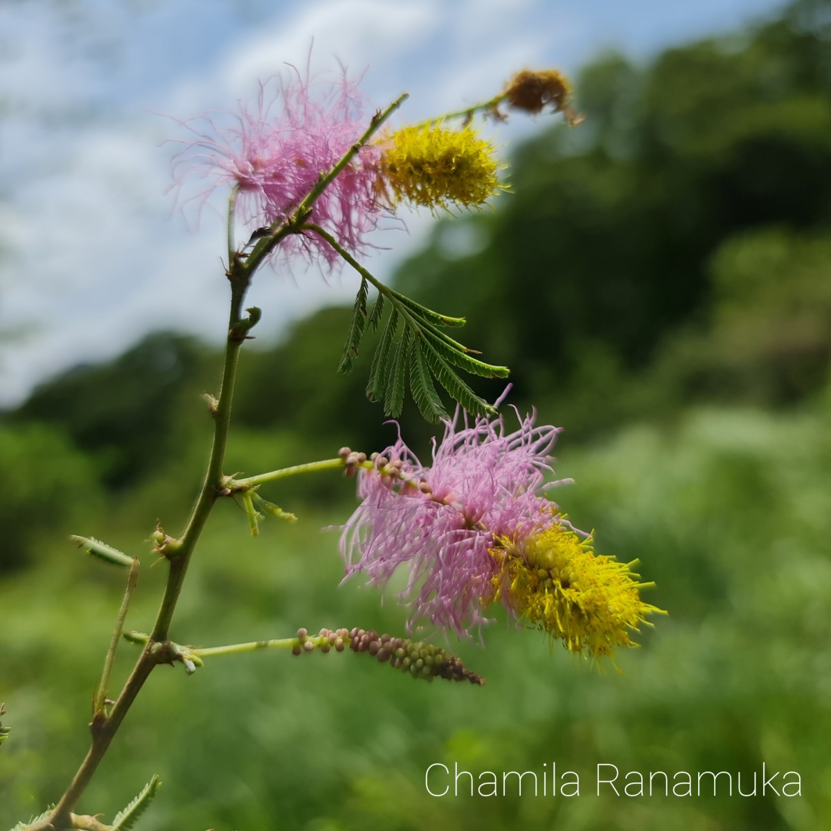 Dichrostachys cinerea (L.) Wight & Arn.